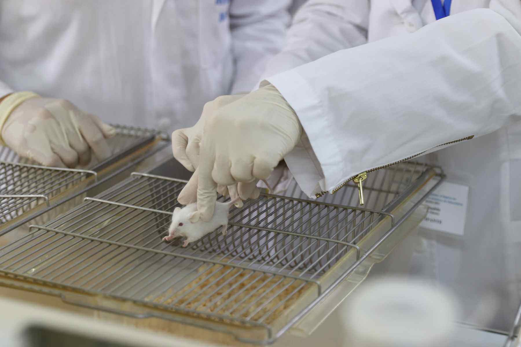 3ème Cours de l’Institut Pasteur d’Algérie en expérimentation animale